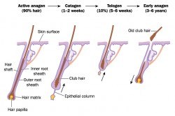 Hair growth chart